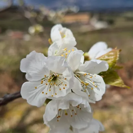Quinta Do Limite - * Covilhã